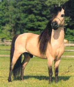 American_Miniature_Horse.jpg