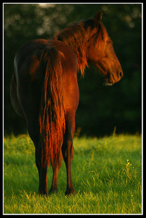 Red_Horse_by_thisisyesterday[1].jpg