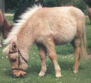 Falabella_miniature_horse.jpg